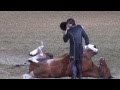Funniest Horse Act Ever! Tommie Turvey and Pokerjoe ...