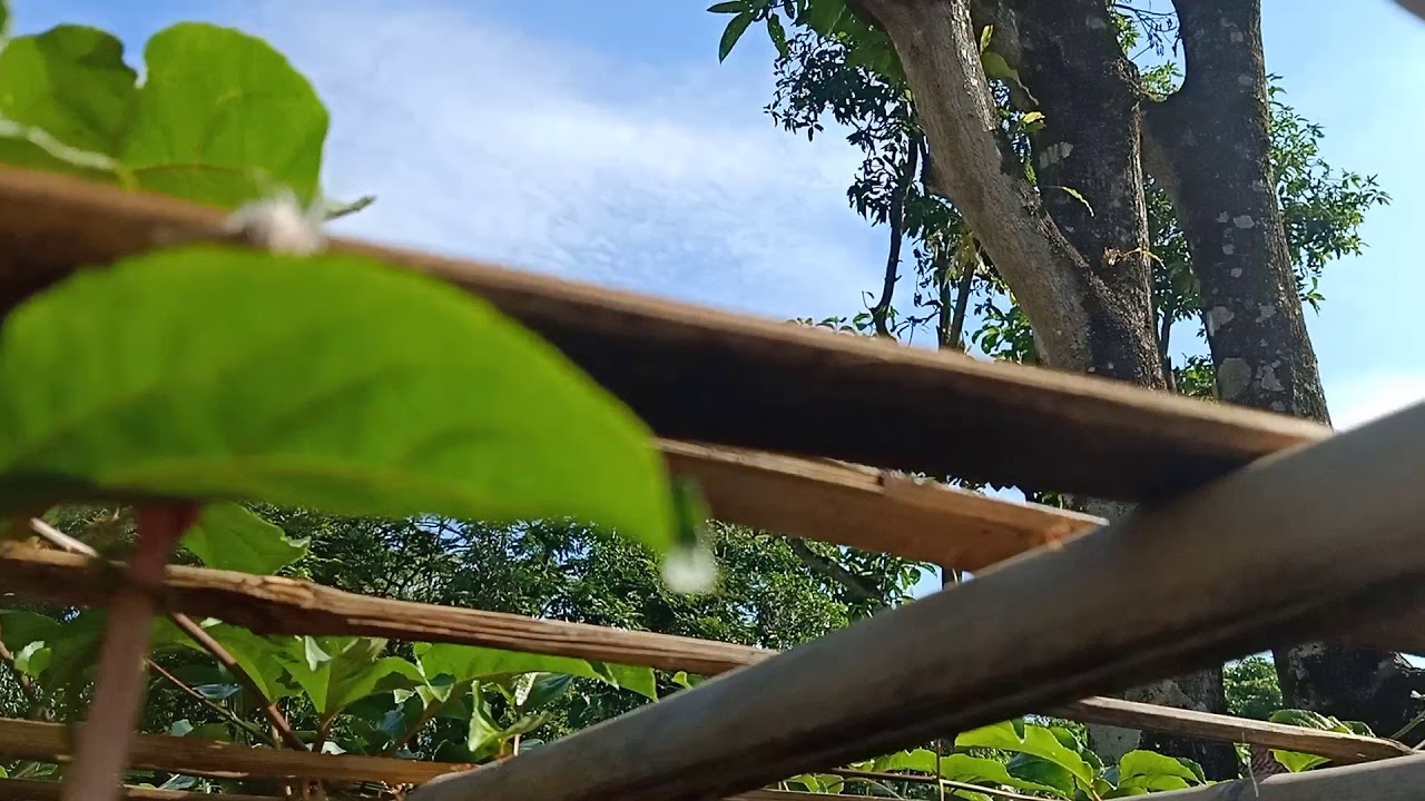 Kroto Semut Rangrang 
