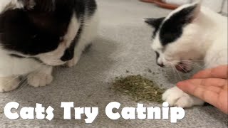 Cats Try Catnip for the First Time! (I think they need rehab)