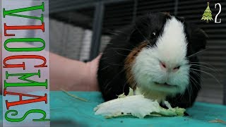 PetSmart & Difficult Guinea Pig Nail Clipping (VLOGMAS #2)