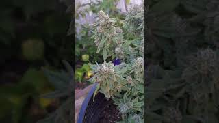 GreenDragon clone SundaeDriver week 7