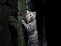 terjebak di sumur #cat #catlovers  #aicats