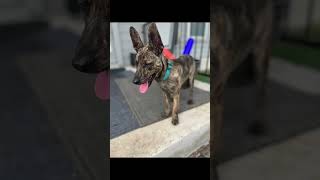 Adoptable dogs! Foxy