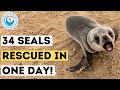 34 seals rescued in one day