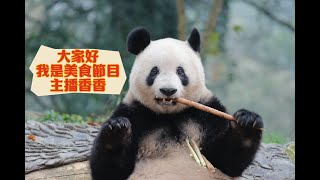 大熊貓香香：シャンちゃんは美味しい料理番組でのアナウンサーになるなら、視聴率は高かったに決まっている。  #シャンシャン #panda #熊貓 #xiangxiang #uenozoo