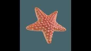 StarFish