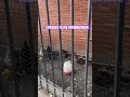 Chickens in my neighborhood - October 2023.❤️🐓 #chickens #jerseycitynj