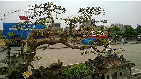 Choáng váng những cây ổi cổ thụ bạc tỷ ở Việt Nam