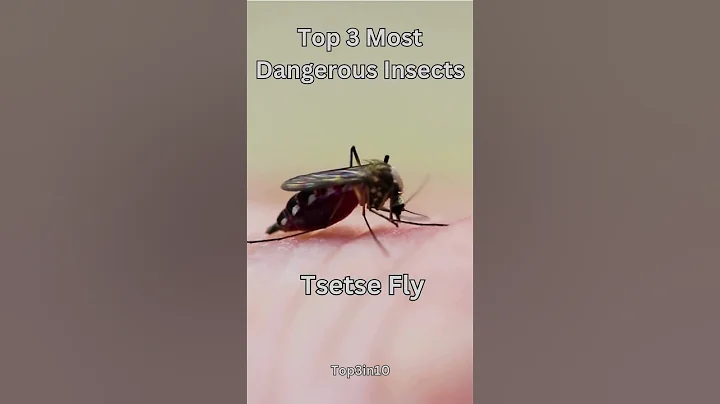 🐜 TOP 3 Most DANGEROUS Insects on Earth! ☠️🕷️ #1 is DEADLY! 😱 #Top3in10