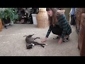 Italian Greyhounds Do Tricks