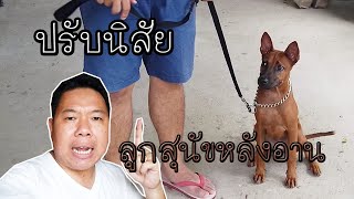 ปรับและสอนนิสัยลูกสุนัขไทยหลังอานที่มีโอกาสดุ