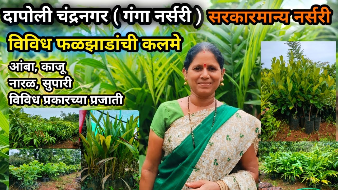 दापोली चंद्रनगर सरकारमान्य नर्सरी विविध प्रकारची फळझाडे | Ratnagiri Dapoli Nursery of fruit trees