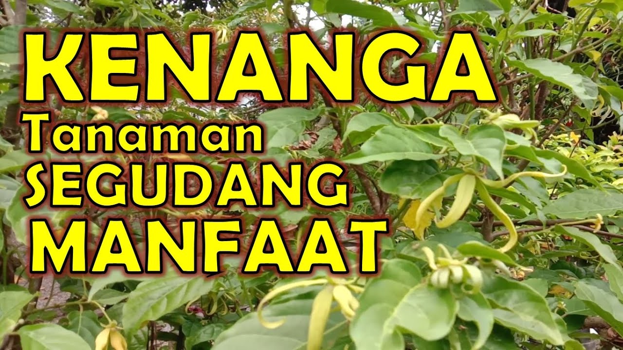 Harumnya Kenanga, Sejuta Manfaat untuk Kesehatan