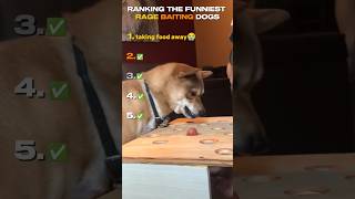 RANKING THE FUNNIEST RAGE BAITING DOGS 😂🐶💀