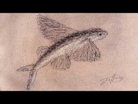 Drawing Sketch of a Flying Fish | Biro Pen & Pastels