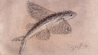 Drawing Sketch of a Flying Fish | Biro Pen & Pastels