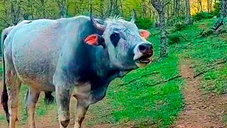 Dance bulls 3000