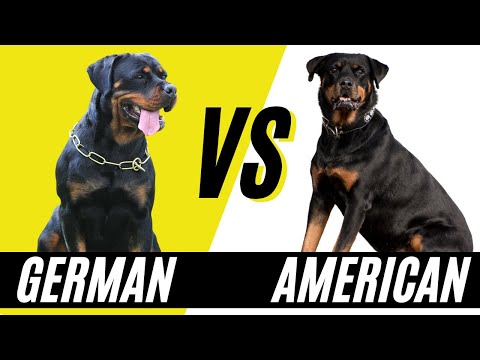 วีดีโอ: อเมริกันเยอรมันหรือโรมัน ประเภทต่าง ๆ ของ Rottweilers