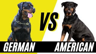 German Rottweiler vs American Rottweiler  Compare and Contrast the Rottweiler