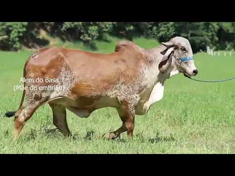 Lote 15A   Embrião Alem x Fabuloso