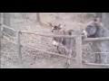 فروق فردية 