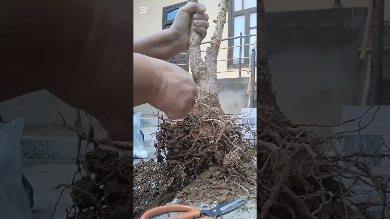 12 йош гулим