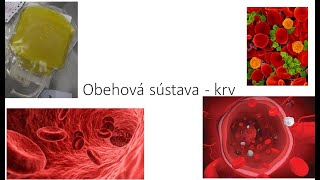 Obehová sústava - krv