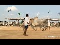 కోడుమూరు 🥇 Psky senior bulls(✨నల్లచిరుతలు✨)..4231.05