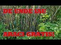 DE UNDE IAU EU ARACII GRATIS!
