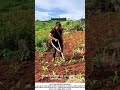 Spot Fertilizing Vegetable Seedlings with a Handheld Applicator 🌿🧑🌾