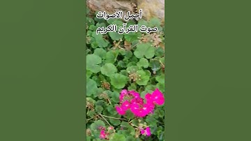 قران كريم بصوت جميل للشيخ اسلام صبحي سورة البقرة 🌹😍😘 #islamsobhi 😍🌹#المصحف #راحة_نفسية #الرحمن