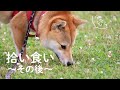 拾い食い〜その後〜［柴犬 こまめ 1歳］★犬 しつけ 経過報告
