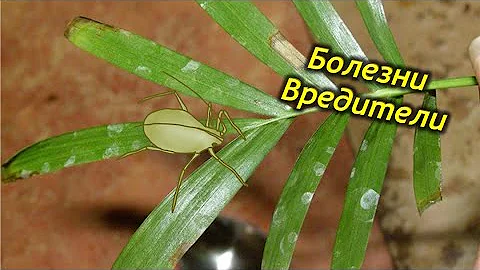 Хамедорея – проблемы выращивания. Болезни и вредители хамедореи.