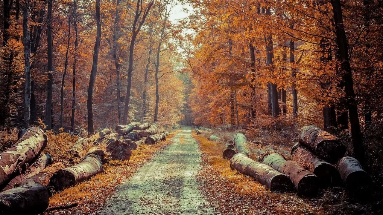 Осень затопили печку кореша. Кот у печки живопись. Лето мы от радости печку затопили. Осень затопили печку кореша. Осень затопили печку кореша.