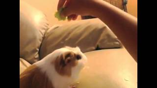 my talented guinea pig (short video)