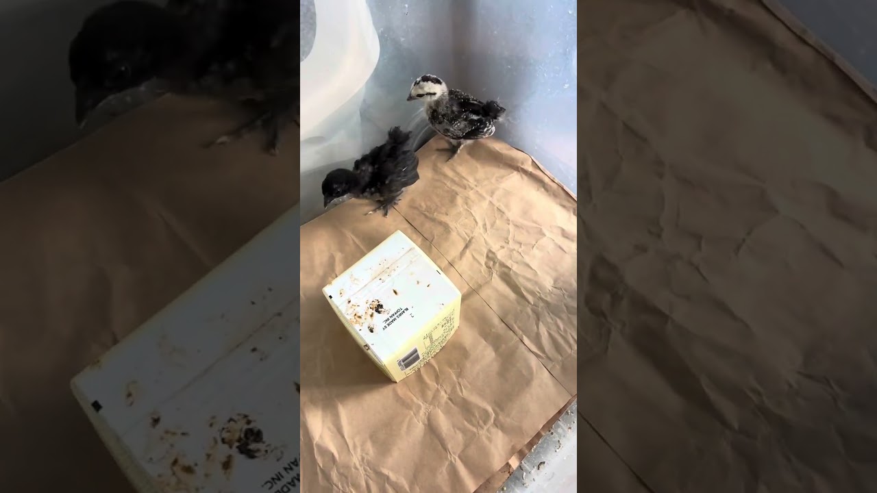 その➀チャボと烏骨鶏のミックスのご紹介 - YouTube