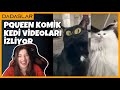 Pqueen - Aşırı Komik Kedi Videoları İzliyor !