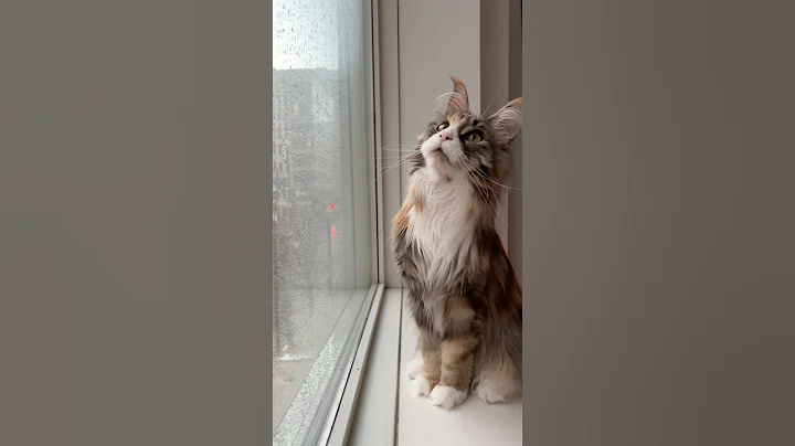 Watch the video about Curious Maine Coon Watches Rain Storm ⛈️