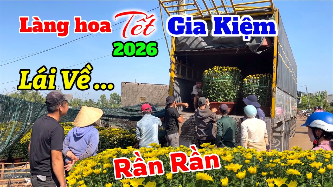 RẦN RẦN Thương lái đổ về làng hoa gia kiệm tết 2026