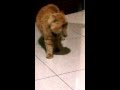 Male cat singing to attract female, Funny!! (Cat opera)