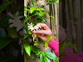 Comment bouturer le jasmin pour un jardin fleuri 🌿