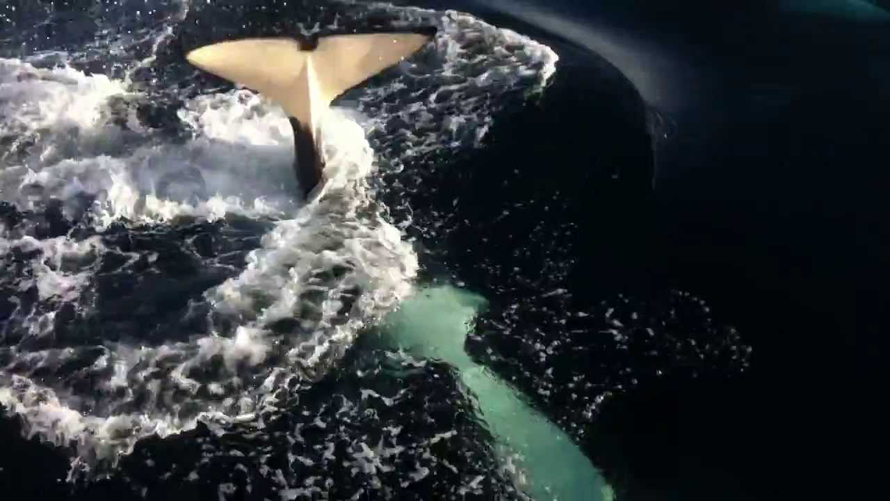 Orca Whale Watching, Ventura California - YouTube