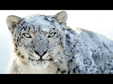 Vidéo: Où se trouve l'habitat d'un léopard des neiges ?