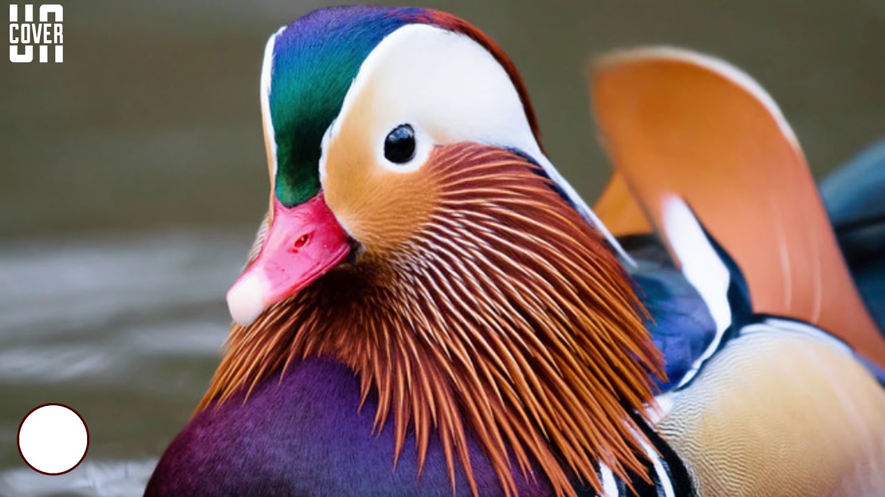 Top 10 Most Beautiful But Unusual Ducks YouTube