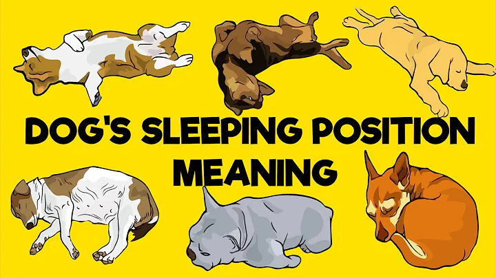 What Your Dog's Sleeping Position Reveals About Its Personality - DayDayNews