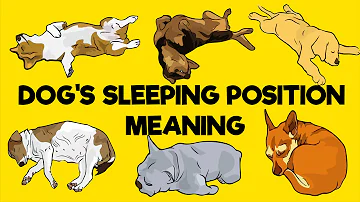 What Your Dog's Sleeping Position Reveals About Its Personality