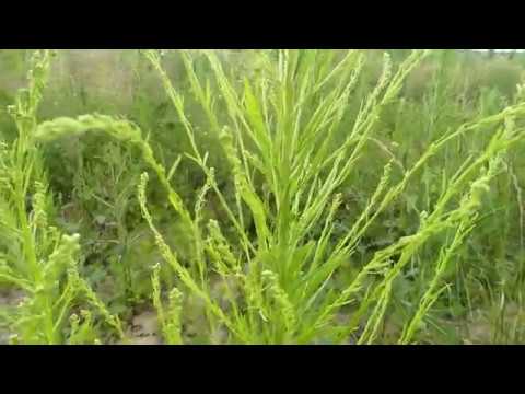How to Identify Horseweed