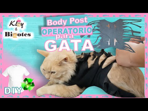 Video: Cómo Atar La Ropa De Un Gato