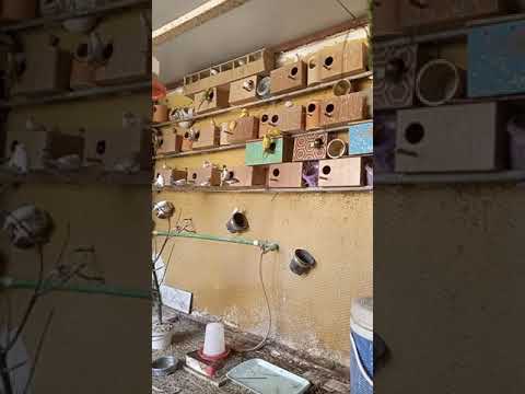 هل يمكن ان يعيش الفنجس مع طيور الحب في قفص واحد
