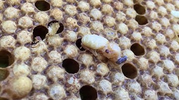 Drone Varroa Mite